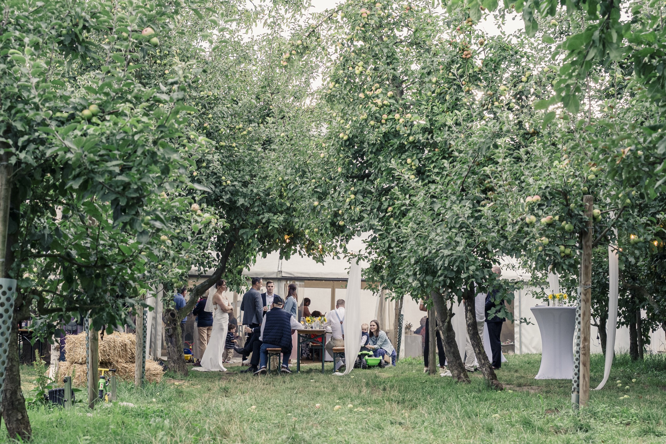 Hochzeitsfeier – Obsthof am Steinberg Bad Vilbel Hochzeitsfeier mit Gästen zwischen Apfelbäumen auf dem Obsthof am Steinberg in Bad Vilbel